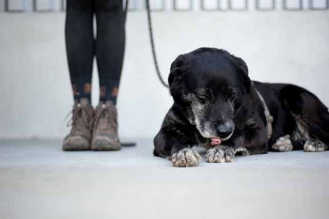 LENNY - x labrador 10 ans - (8 ans de refuge)  Refuge de Bayonne (64) 1681-3-adopter-un-chien-lenny